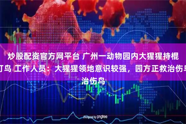 炒股配资官方网平台 广州一动物园内大猩猩持棍打鸟 工作人员：大猩猩领地意识较强，园方正救治伤鸟